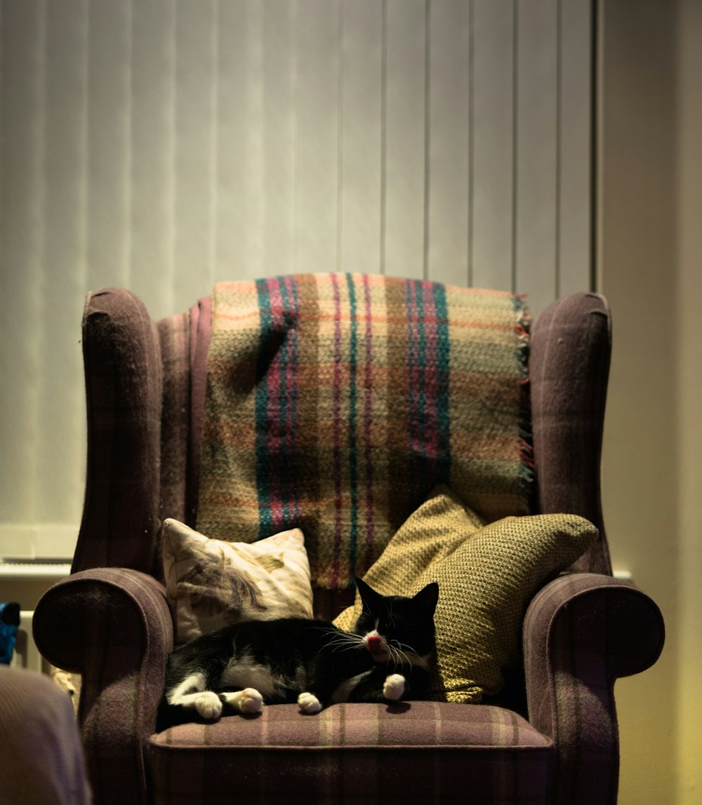 a black and white cat laying on top of a chair