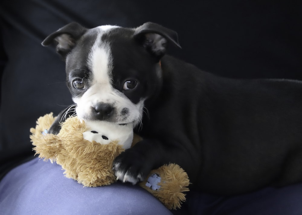 a black and white dog holding a teddy bear