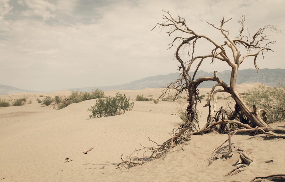 a dead tree in the middle of a desert