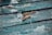 Several swimmers in action, performing the front crawl stroke in a swimming pool with lane dividers visible. Water splashes around them as they swim intensely.