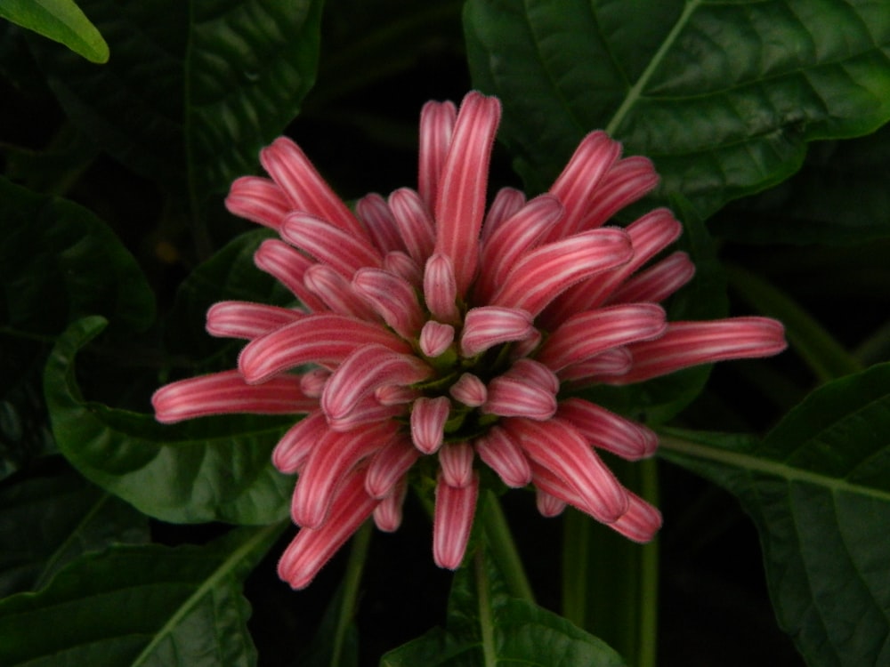 a pink and white flower with green leaves