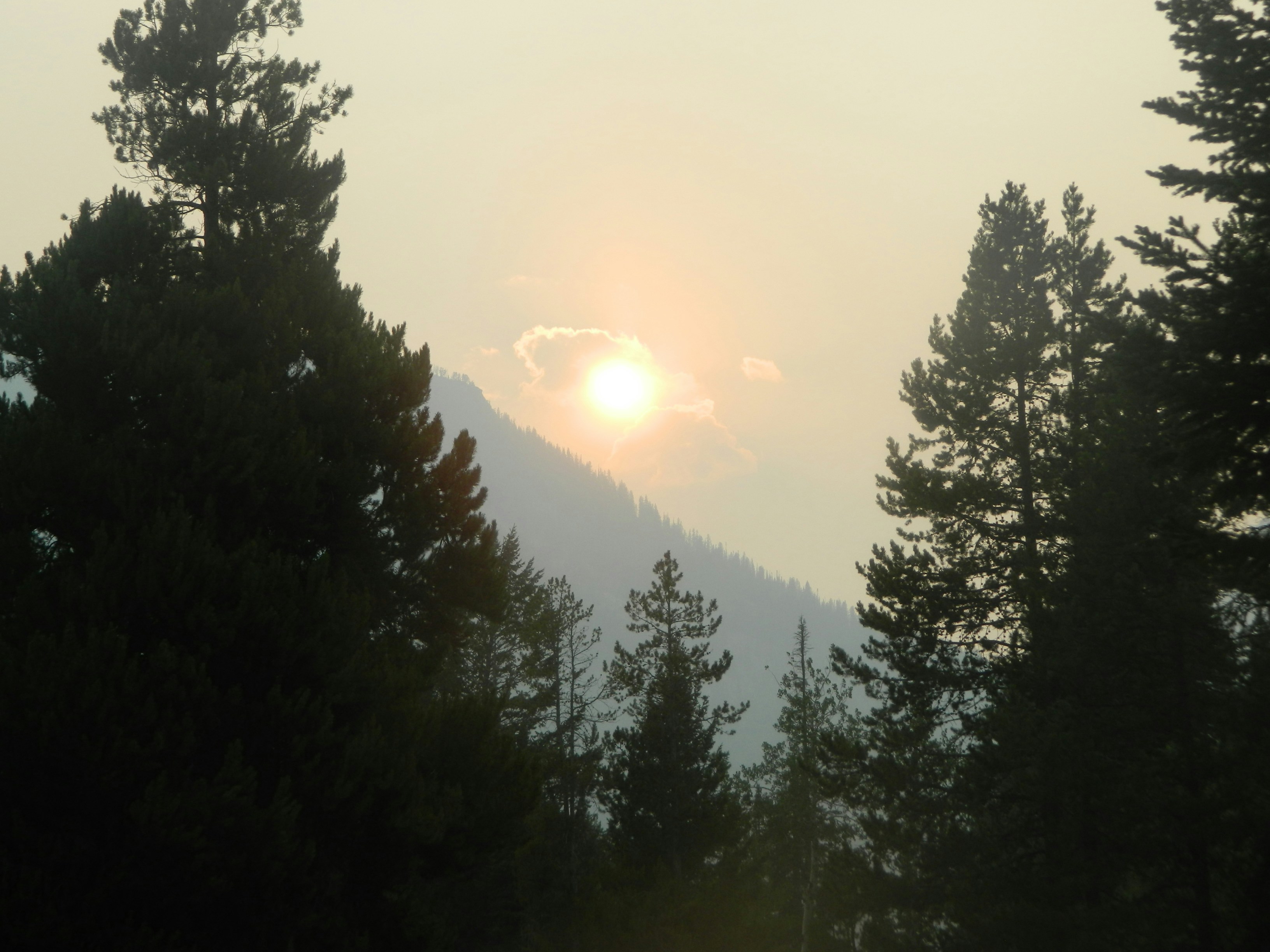 o sol brilha através das árvores à distância