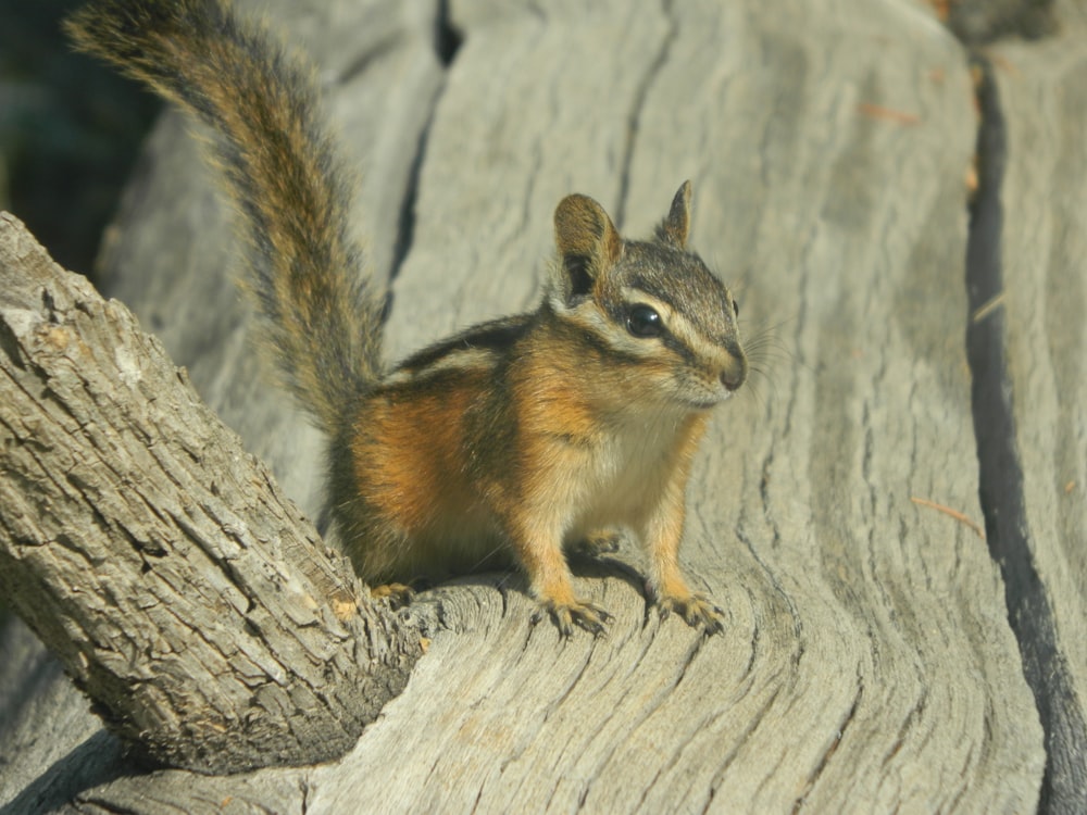 a small squirrel sitting on a tree trunk