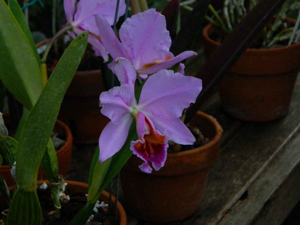 a close up of a purple flower in a pot