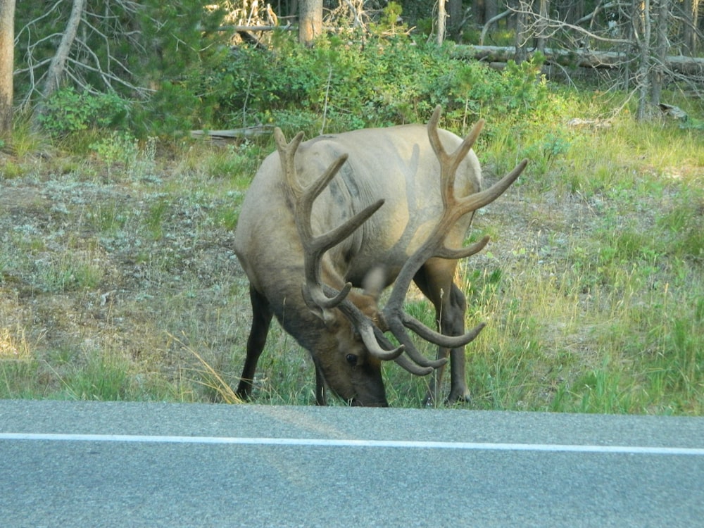 a large elk grazing on the side of the road