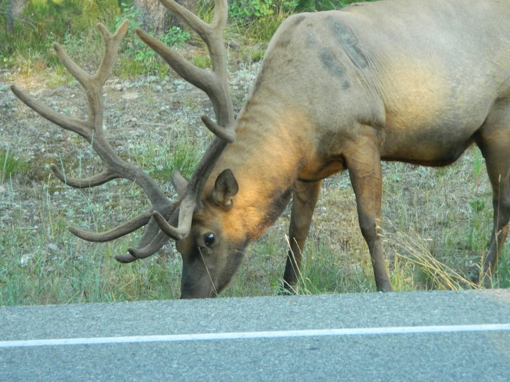 a deer eating grass on the side of the road