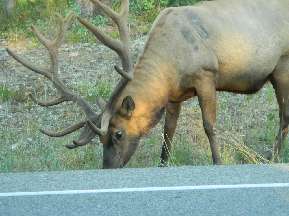 Un ciervo comiendo hierba al costado de la carretera