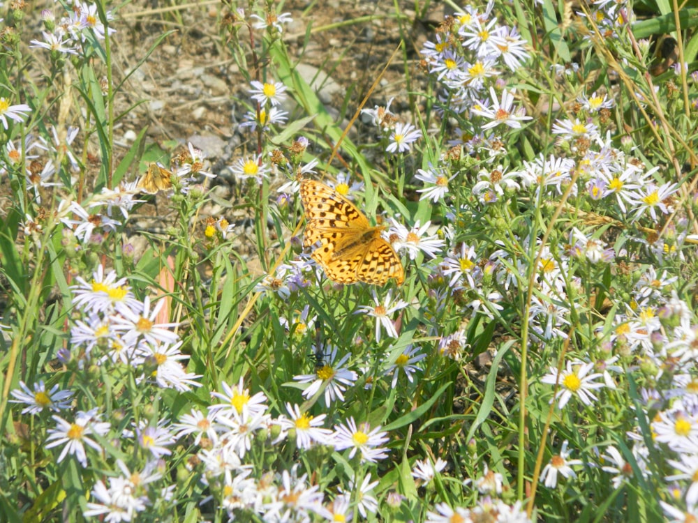 a butterfly sitting on a flower in a field