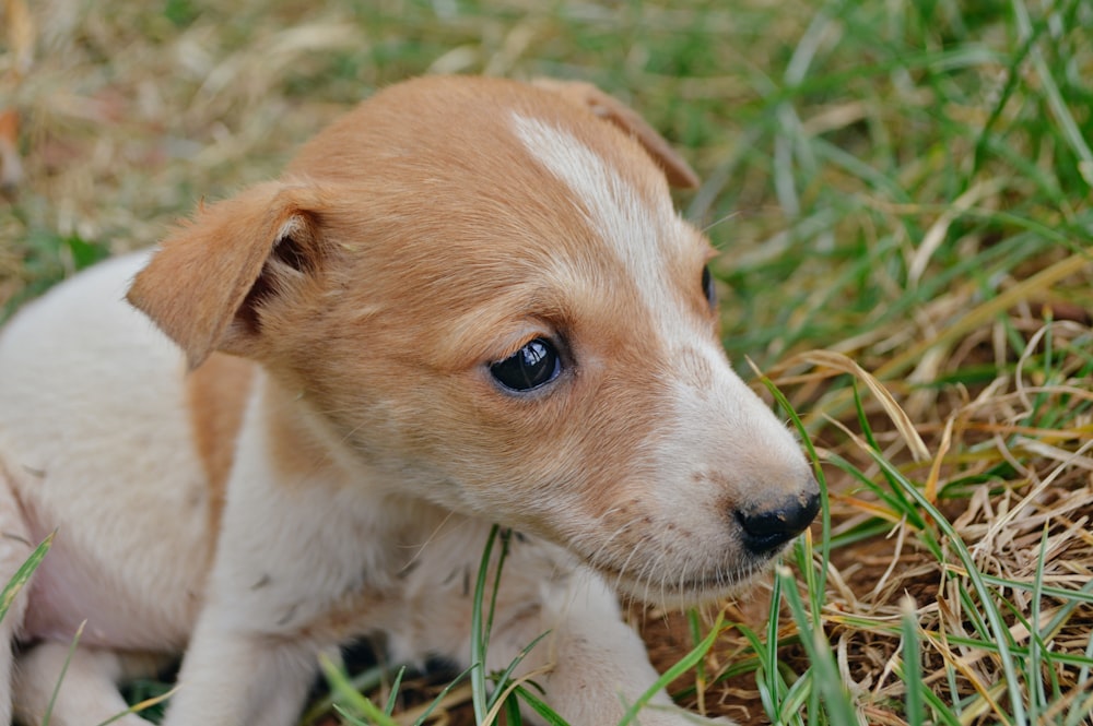 a small brown and white dog laying in the grass