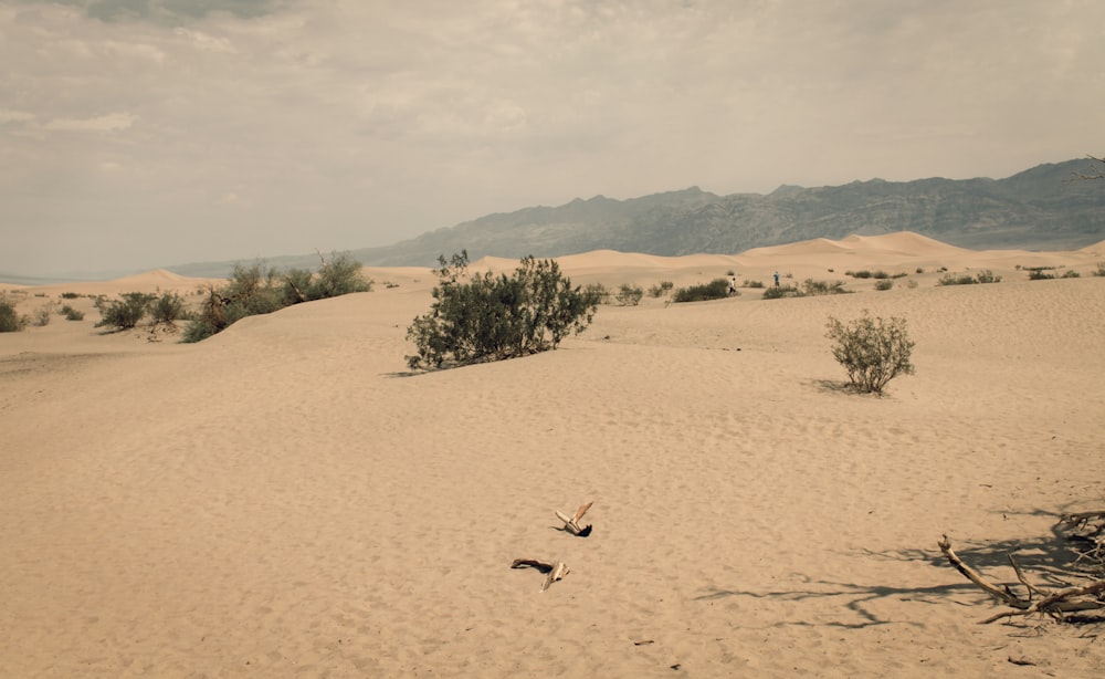 two birds flying over a sandy area with mountains in the background