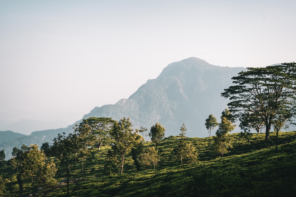 a grassy hill with trees and mountains in the background