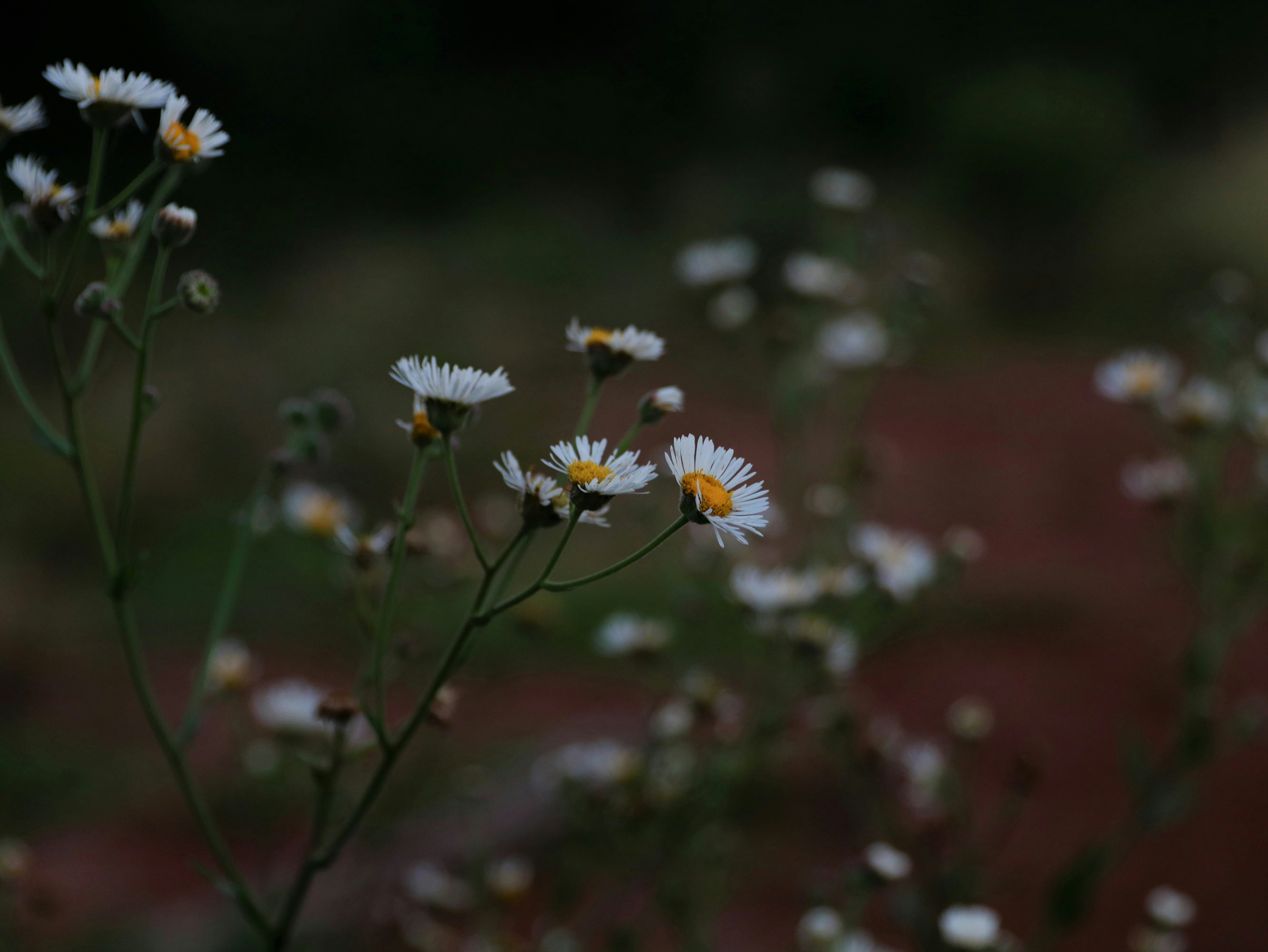 Photo by luizabraun