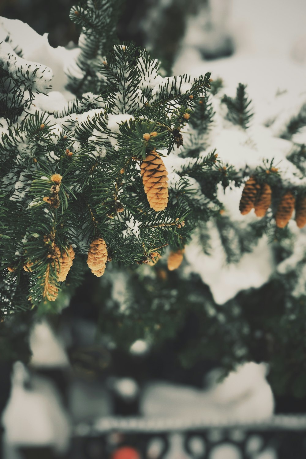 Des pommes de pin pendent à un arbre dans la neige