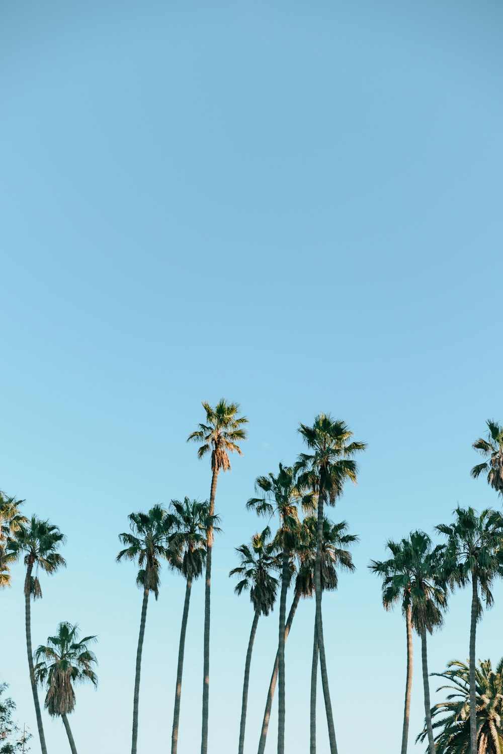 a row of palm trees against a blue sky