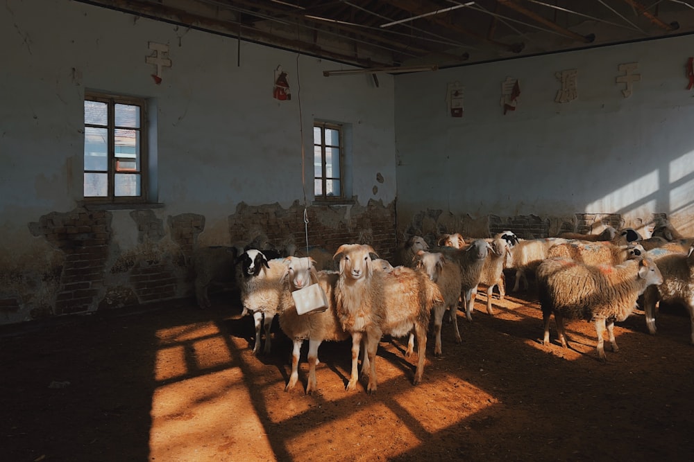 a group of sheep standing in a room