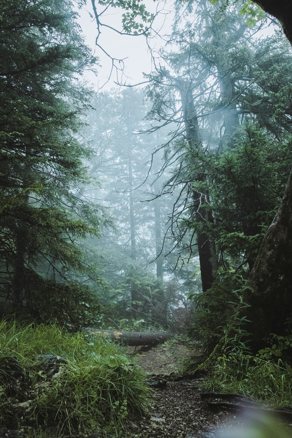 Un camino a través de un denso bosque en un día de niebla