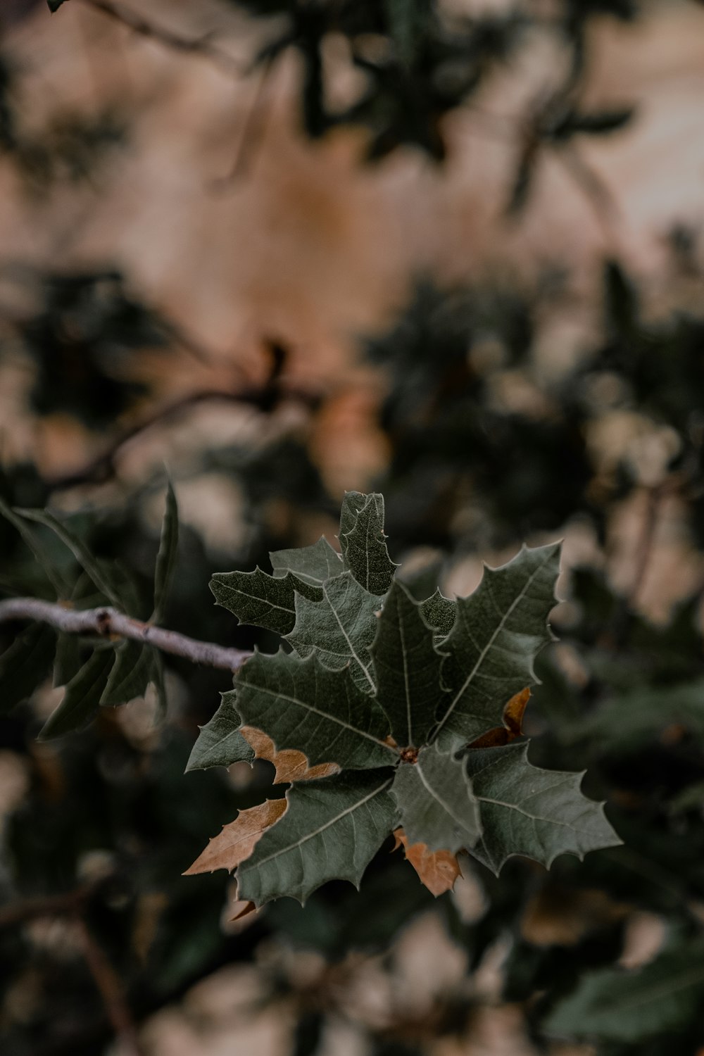 a close up of a leaf on a tree