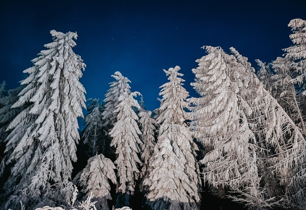 eine Gruppe von Bäumen, die nachts mit Schnee bedeckt sind