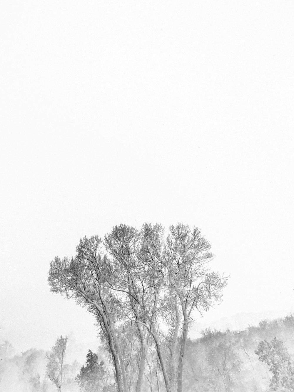 a black and white photo of trees in the snow