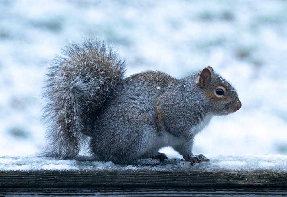 a squirrel is standing on a wooden post