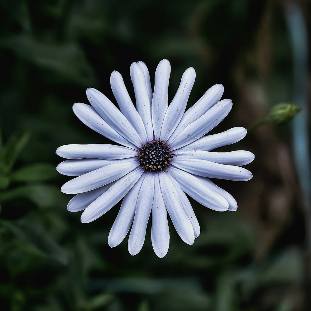 a close up of a white flower with green leaves in the background