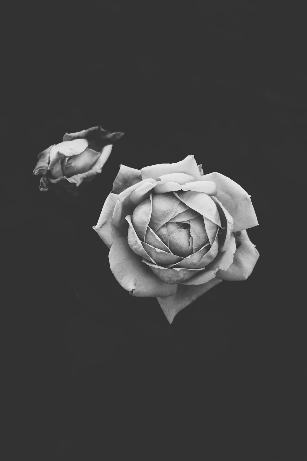 a black and white photo of a rose