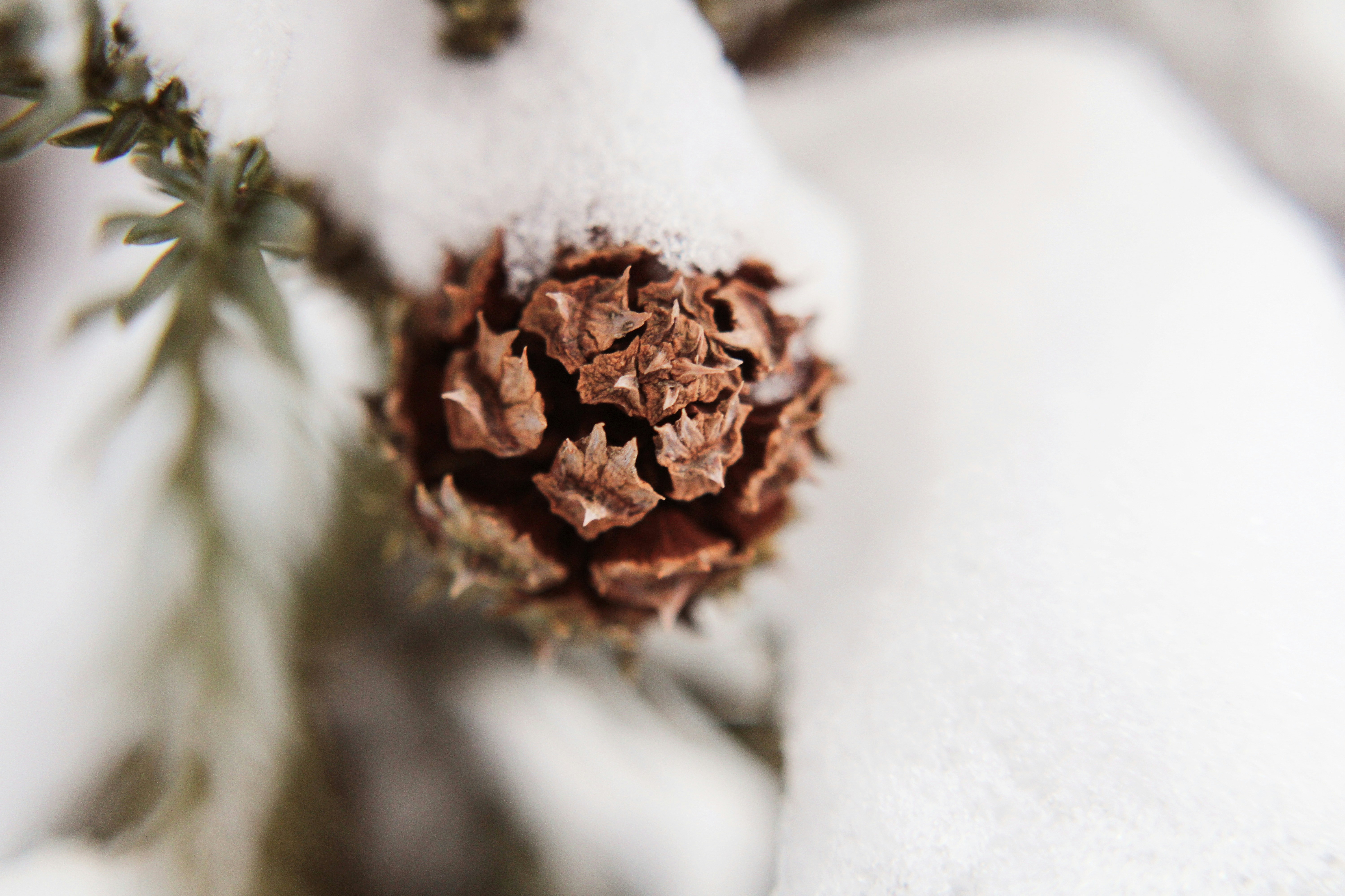 Photo by sadiecoulter