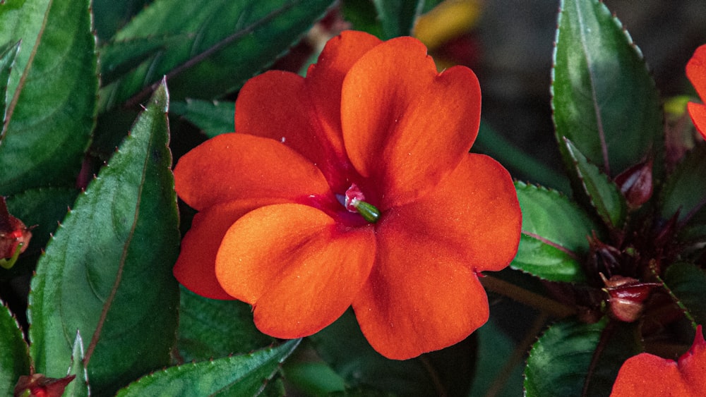 a close up of an orange flower with green leaves