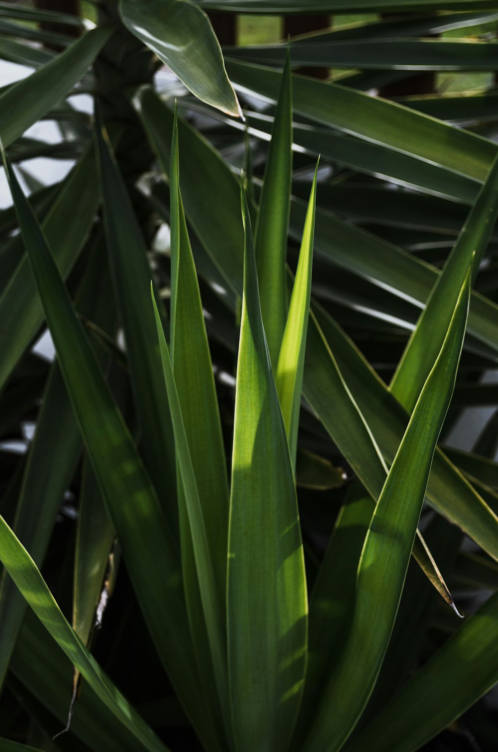 a close up of a plant with green leaves