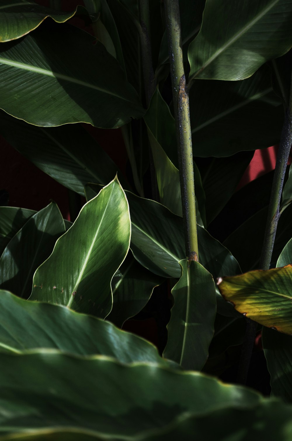 a close up of a green plant with leaves