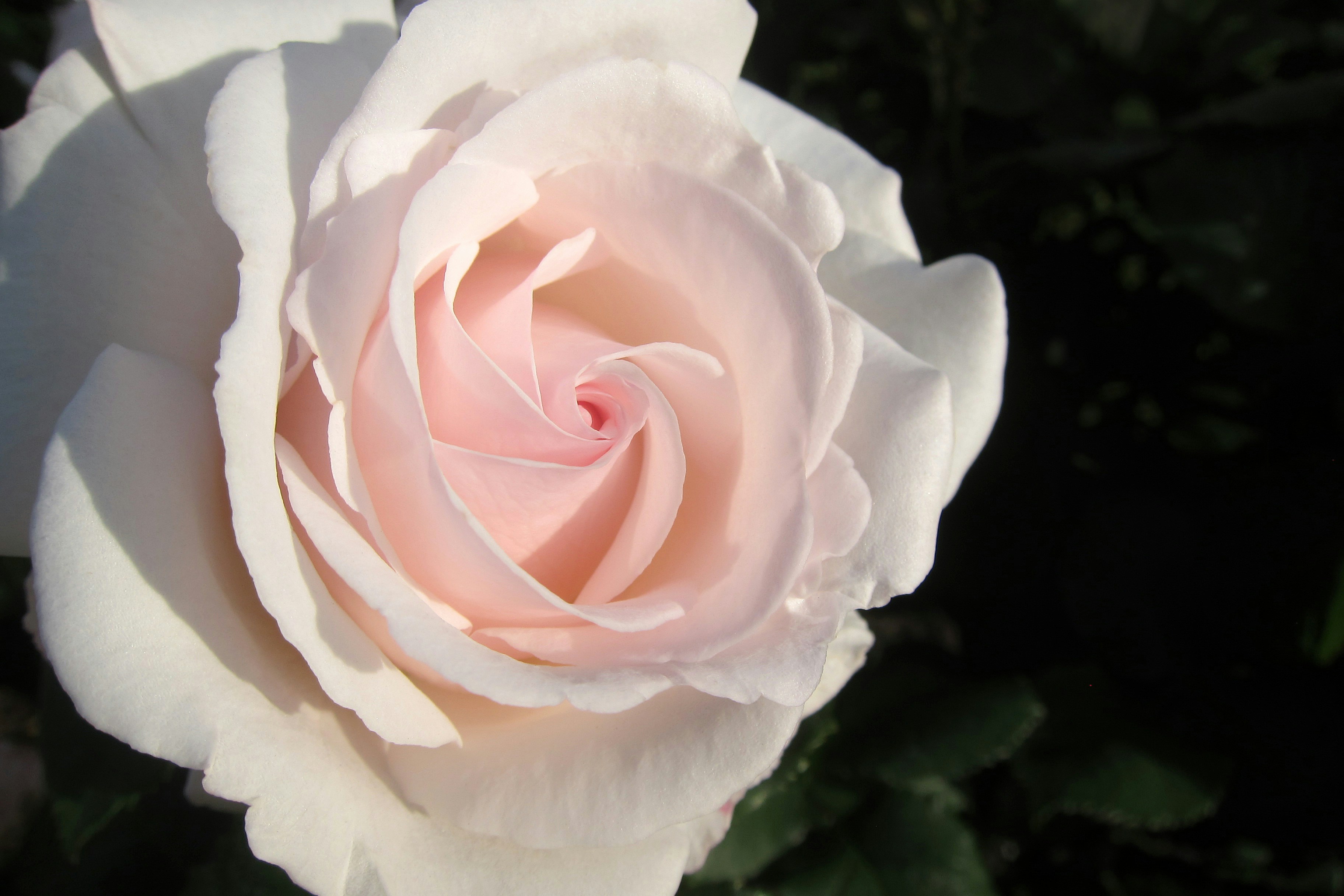 Photo by chrislinnett