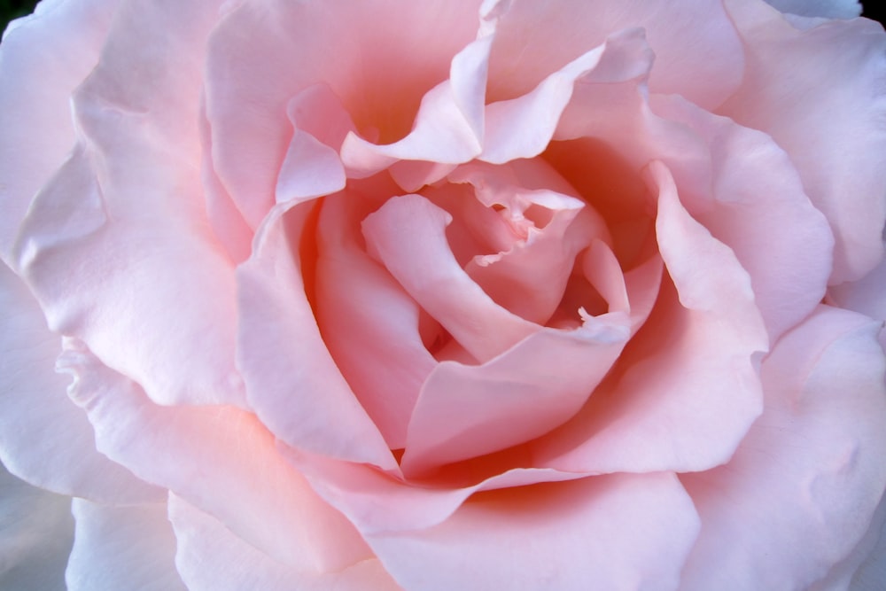 a close up of a pink rose flower