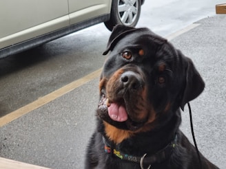 A large Rottweiler dog is sitting on a concrete surface, tilting its head slightly to one side with its mouth open and tongue visible. The background shows part of a parked car with alloy wheels.