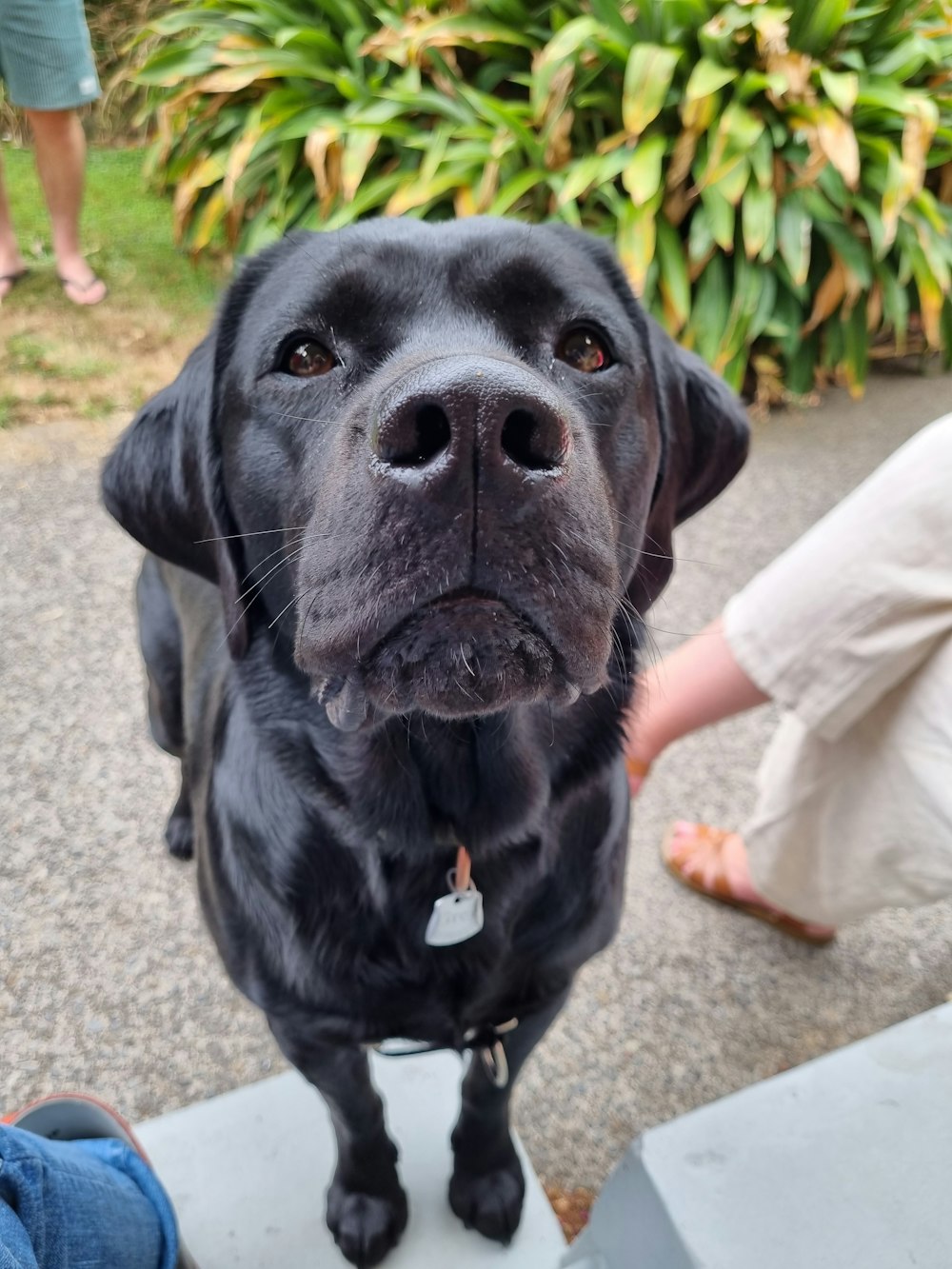 a close up of a dog on a leash