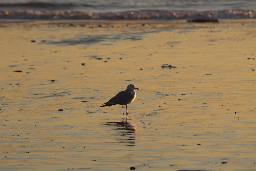 a seagull standing on a beach at sunset