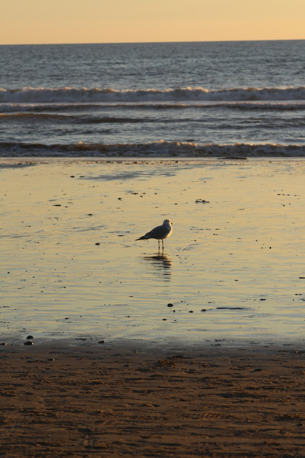 a seagull standing on the beach at sunset