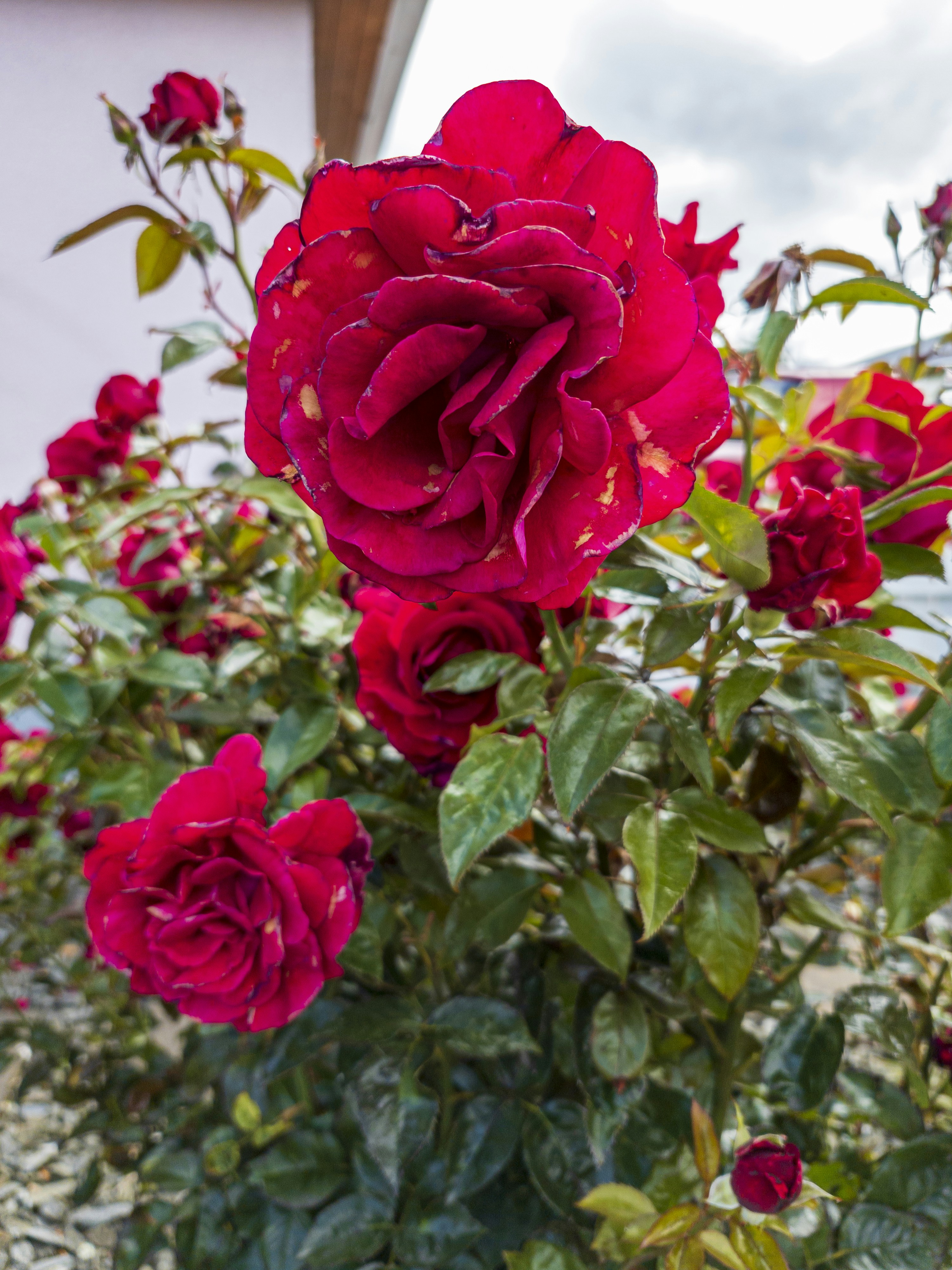 Photo by duskfallcrew