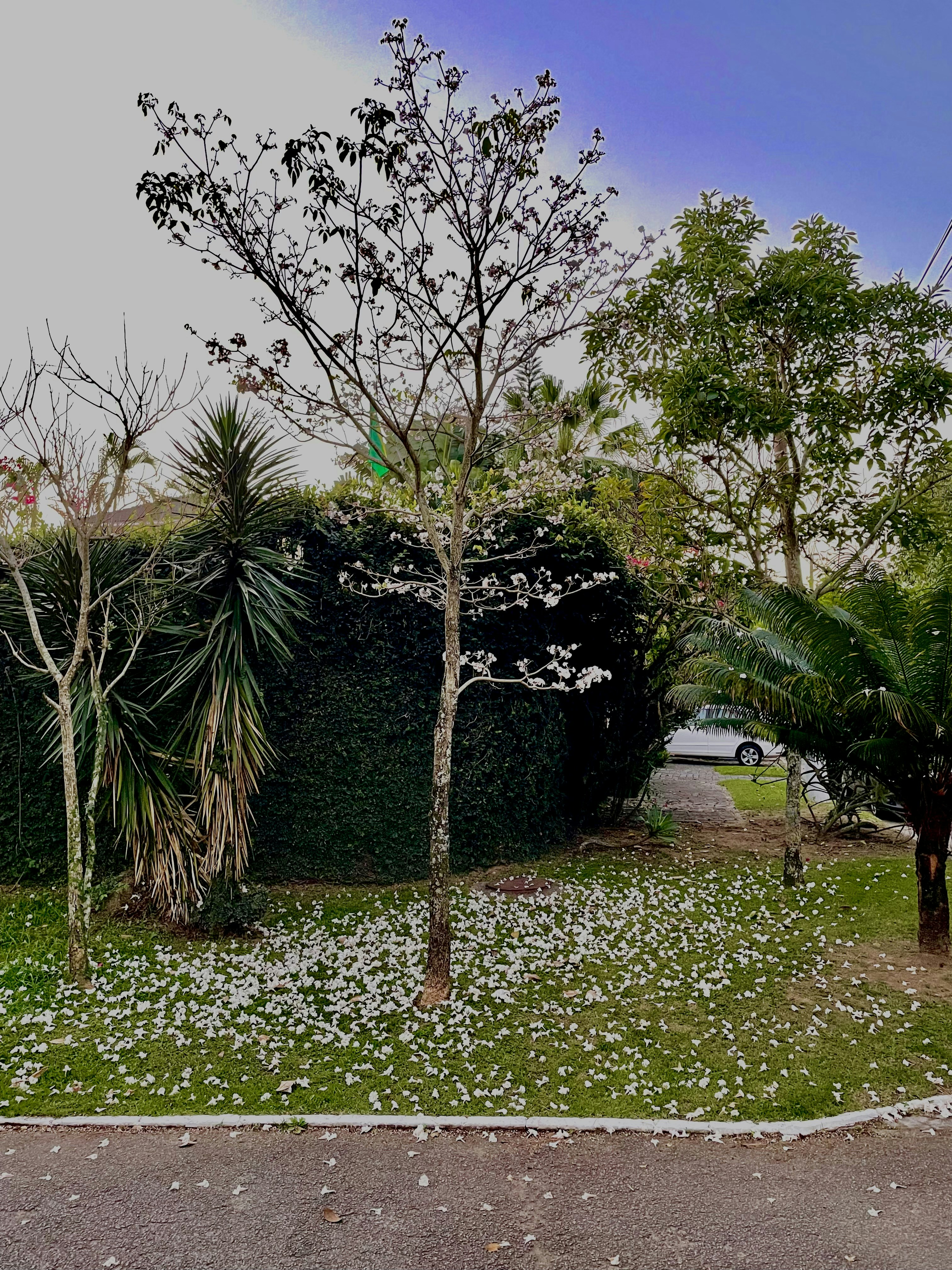 a street view of a tree and some bushes