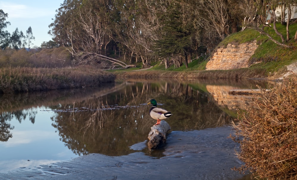a duck is sitting on a rock in the water