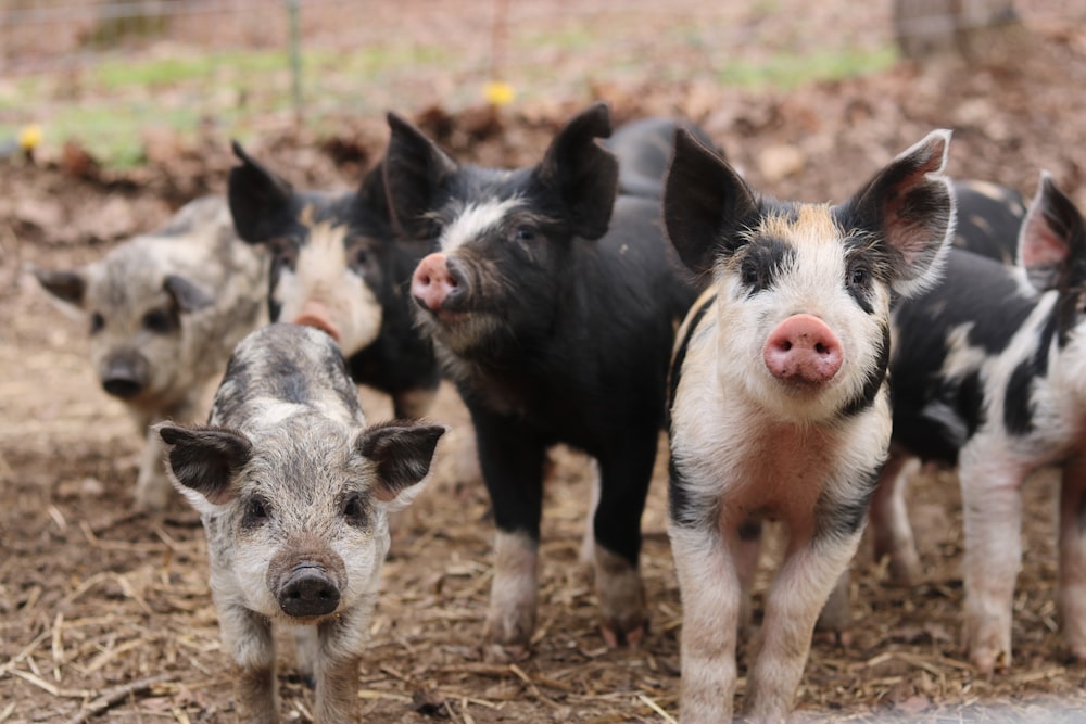 a group of pigs standing next to each other