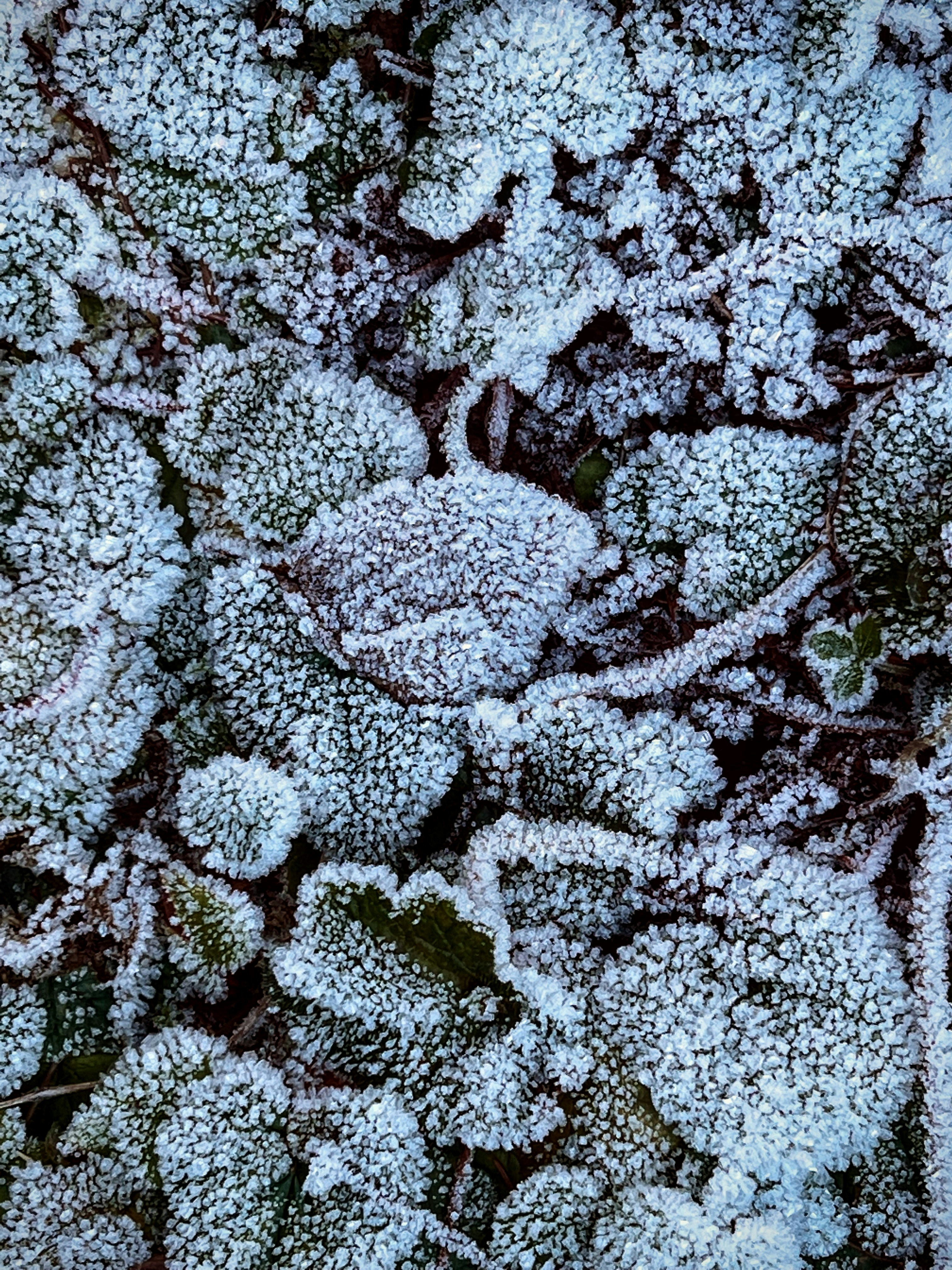 a close up of a plant covered in snow