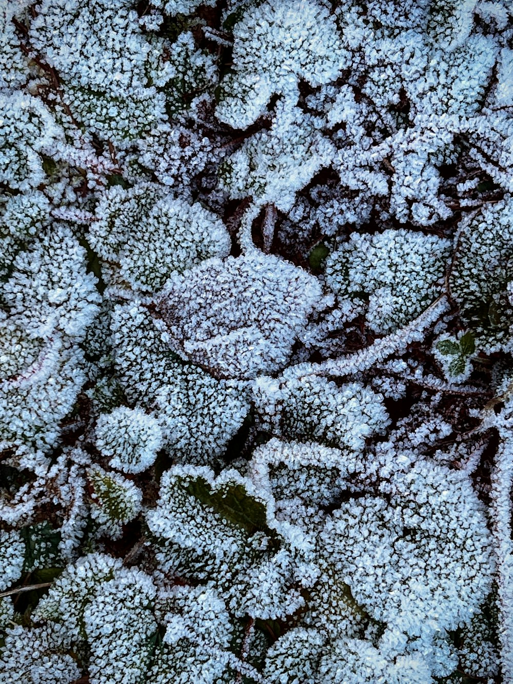 a close up of a plant covered in snow