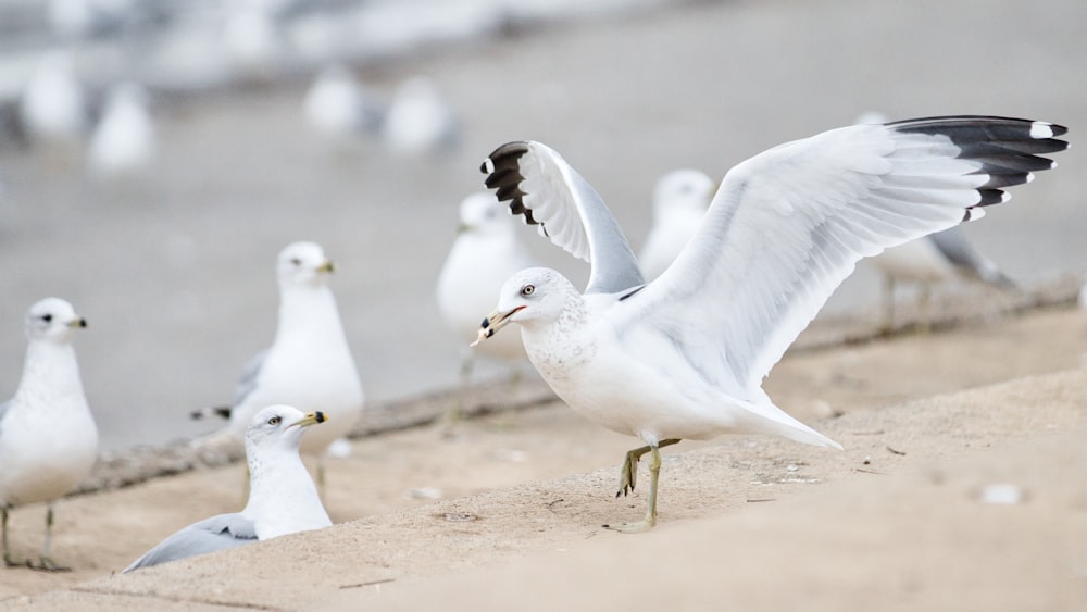 a flock of seagulls standing on a beach next to a body of water