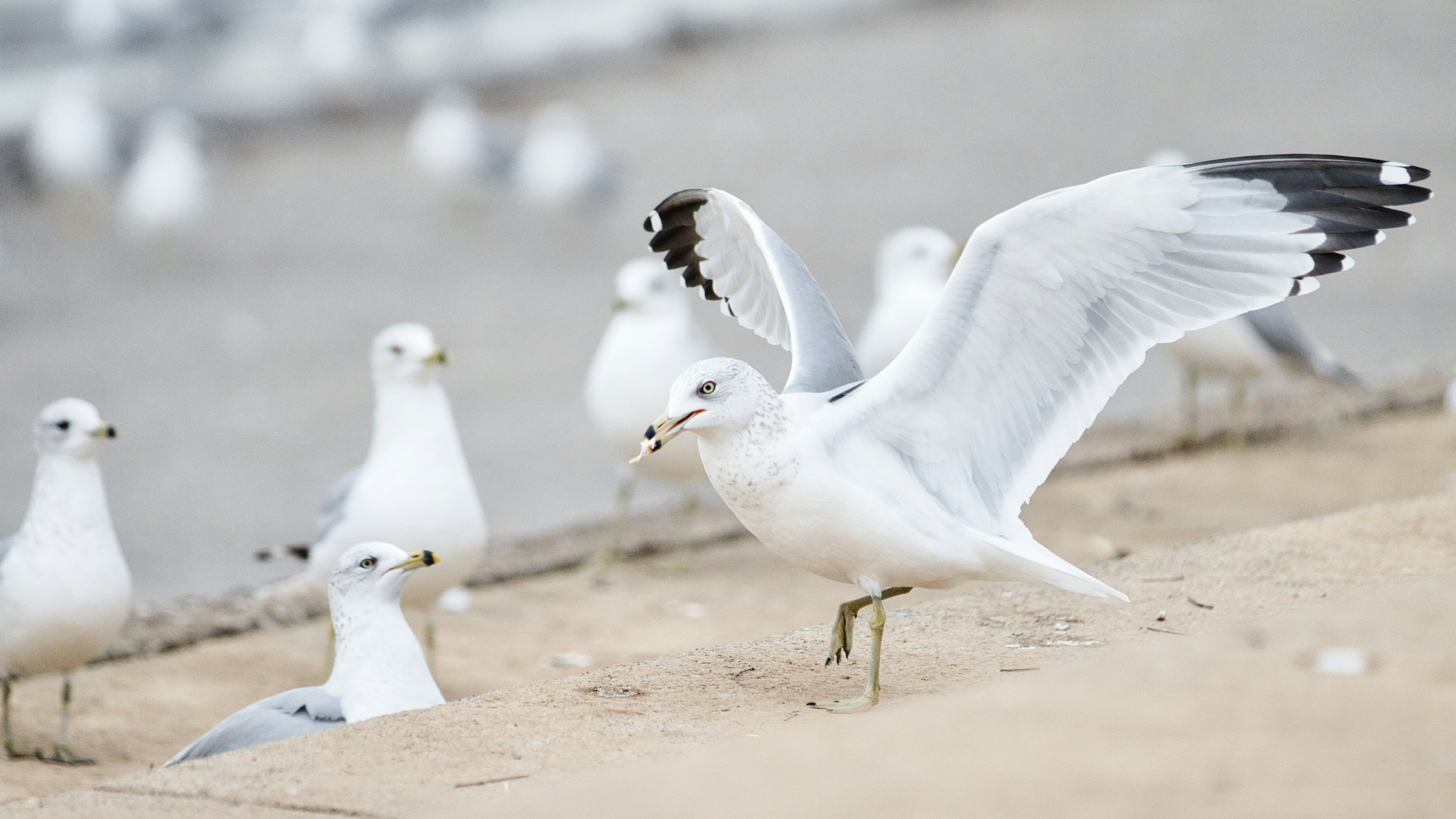 Seagulls looking jealously at a proud seagull with food
