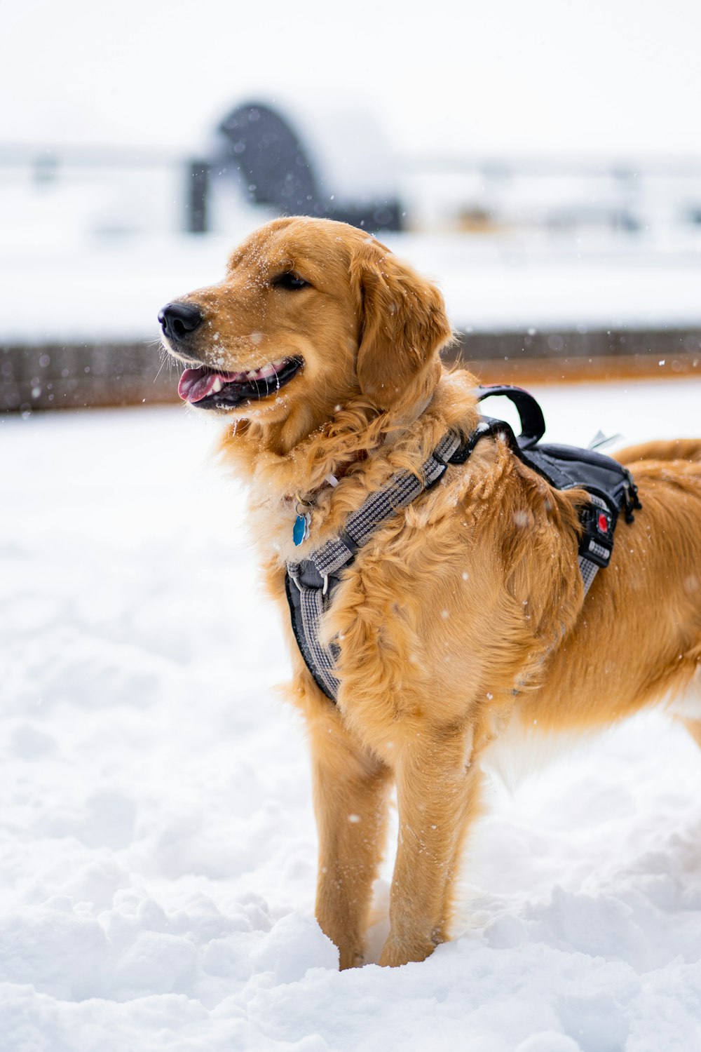 a dog standing in the snow with a harness on