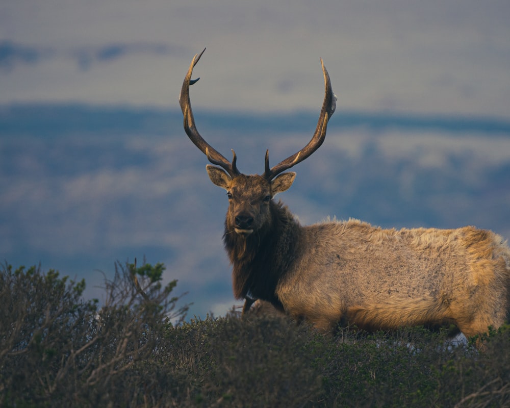 a large elk standing on top of a grass covered hillside