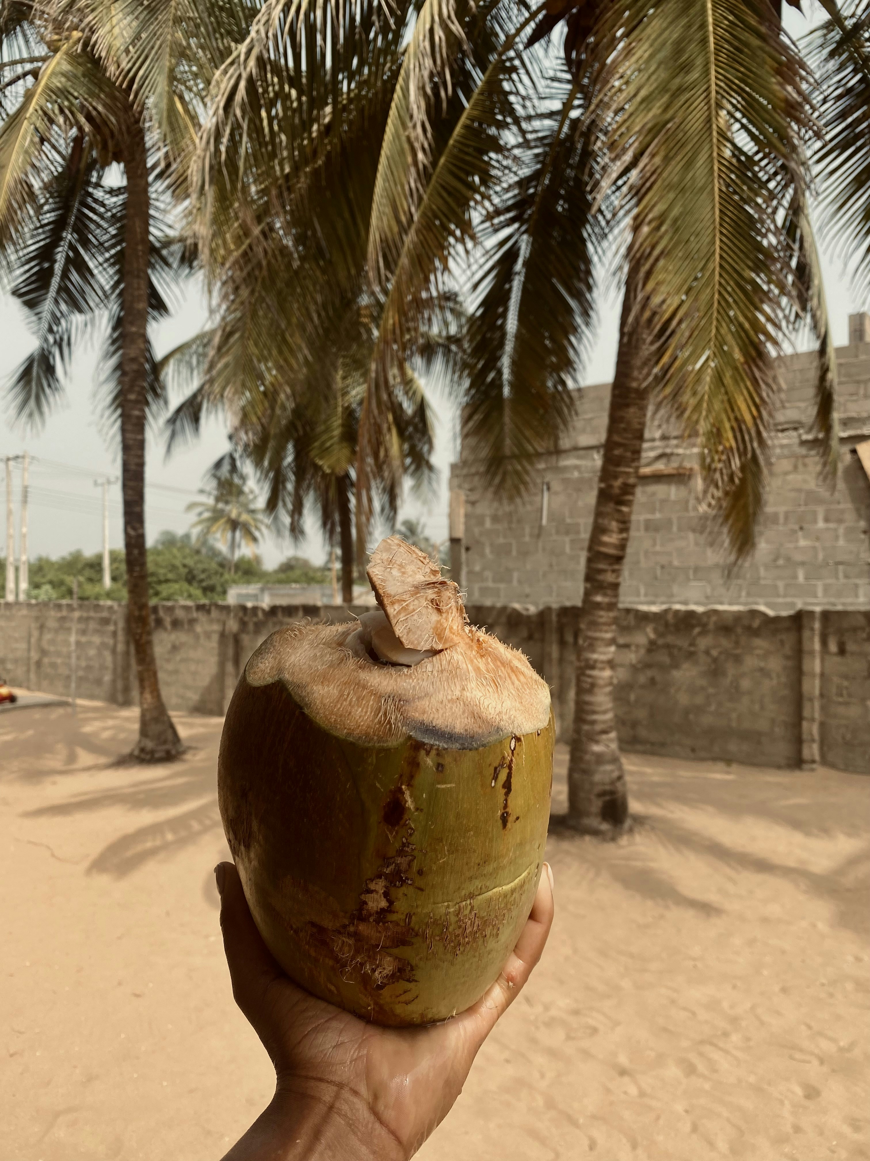 Fresh coconuts on tropical palm tree, natural tropical fruit