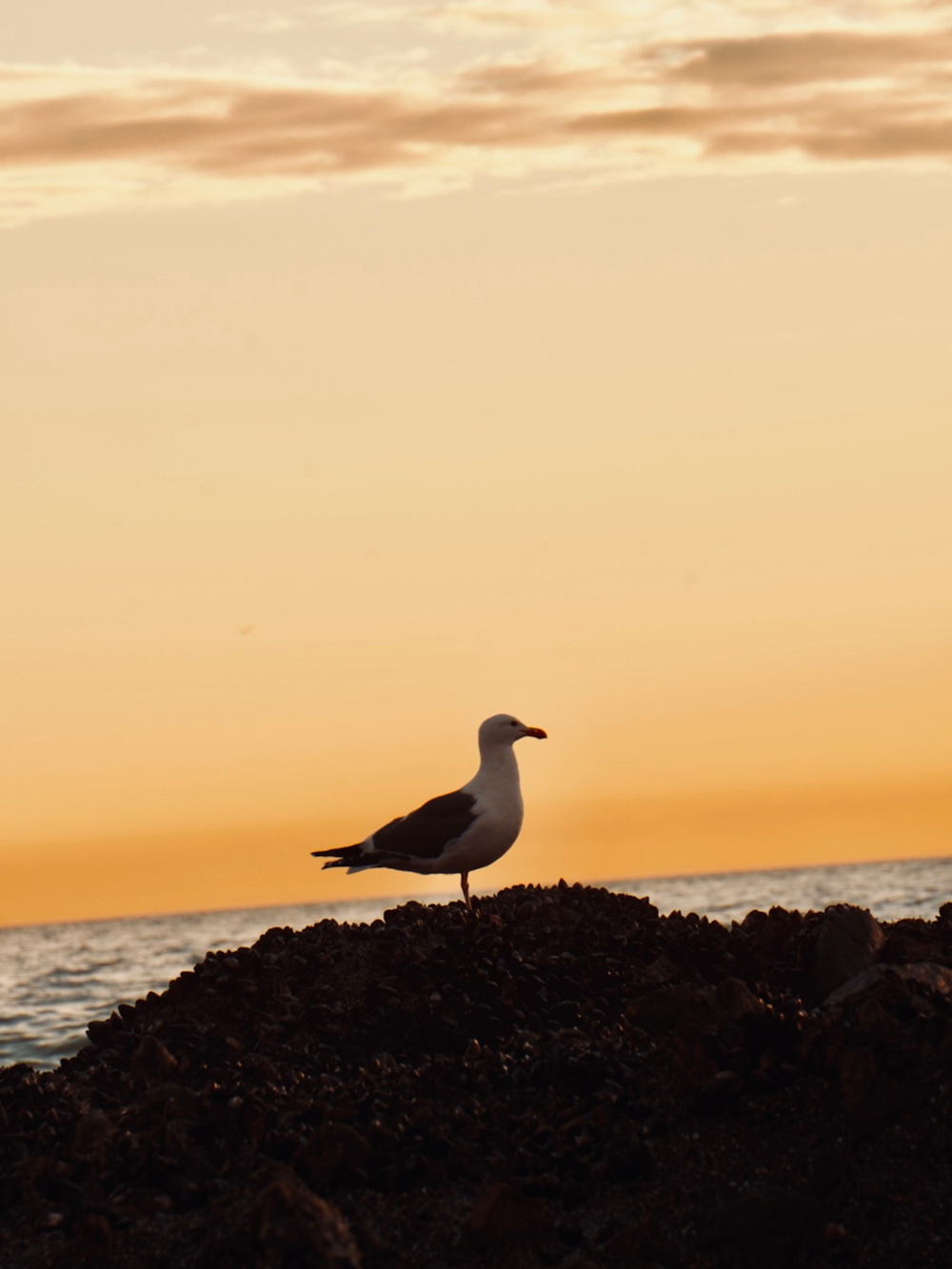 Une mouette debout sur une plage rocheuse au coucher du soleil