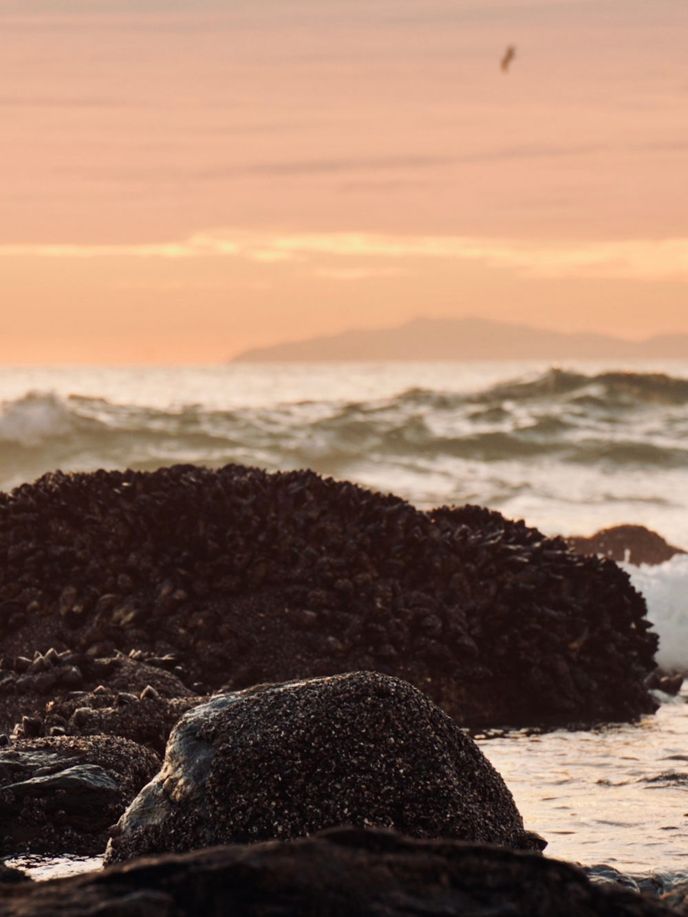 a bird standing on a rock near the ocean