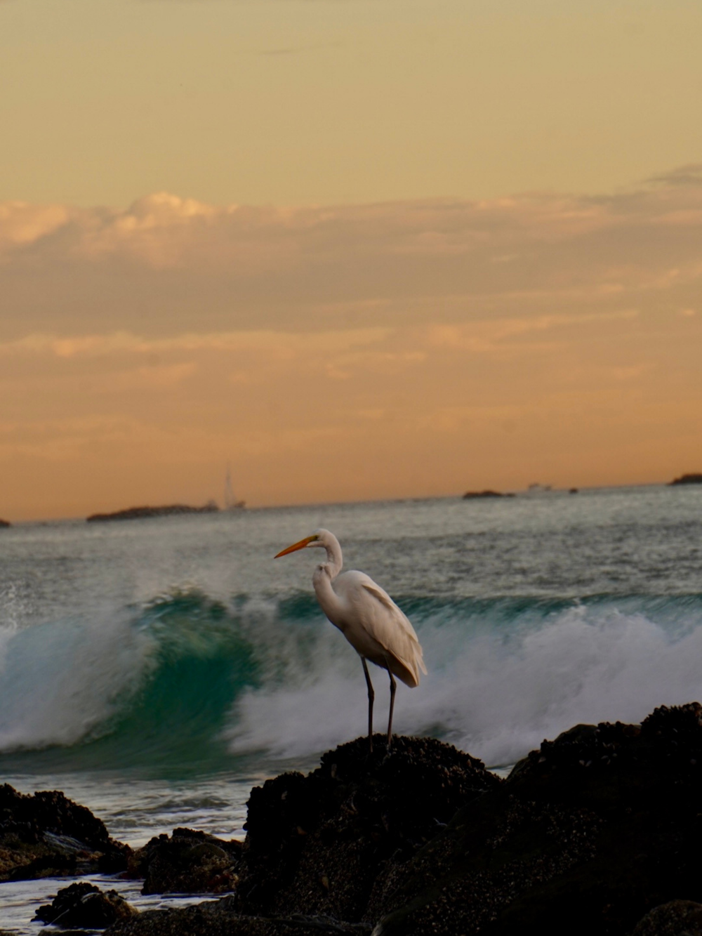 Un uccello bianco in piedi su una roccia vicino all'oceano